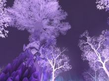 Crystalsong Forest Fái